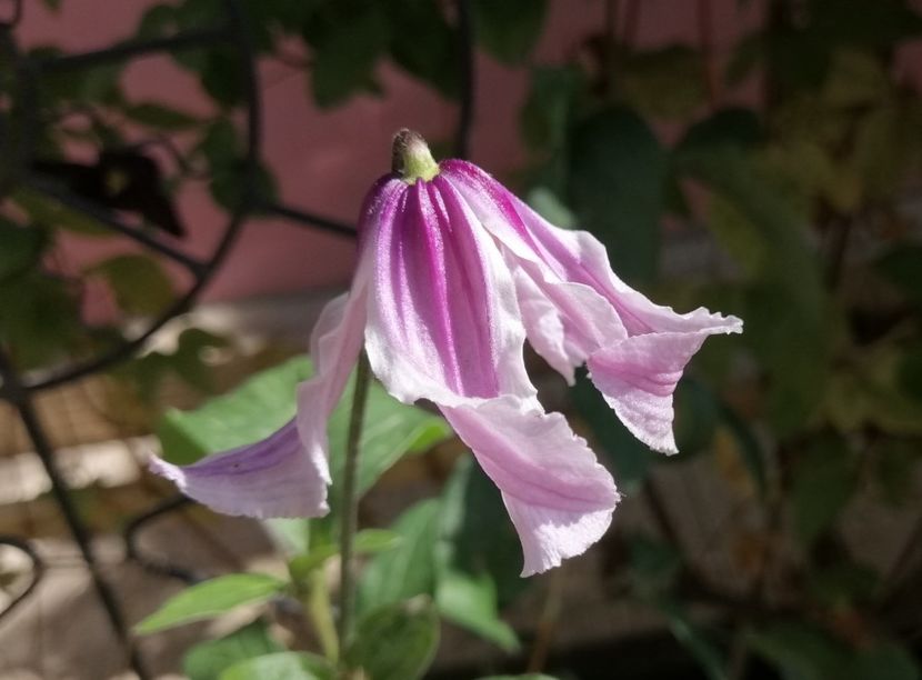  - 2020 clematite