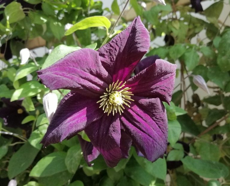  - 2020 clematite
