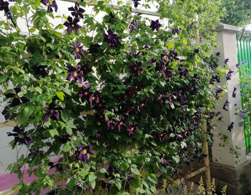  - 2020 clematite