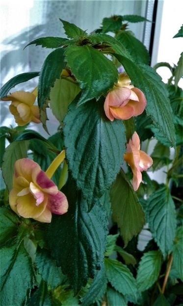 20200515_125510 (2) - ACHIMENES IEM1985 2020mn200