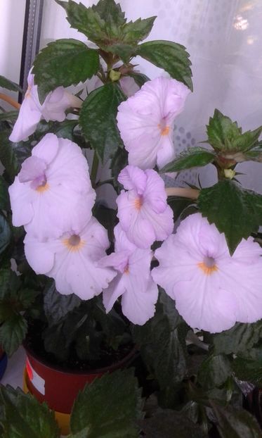  - ACHIMENES IEM1985 2020mn200