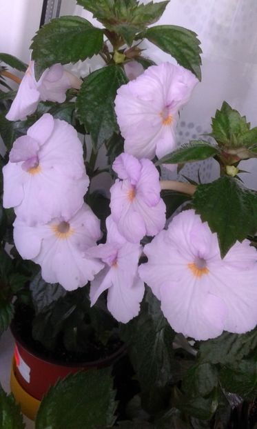  - ACHIMENES IEM1985 2020mn200