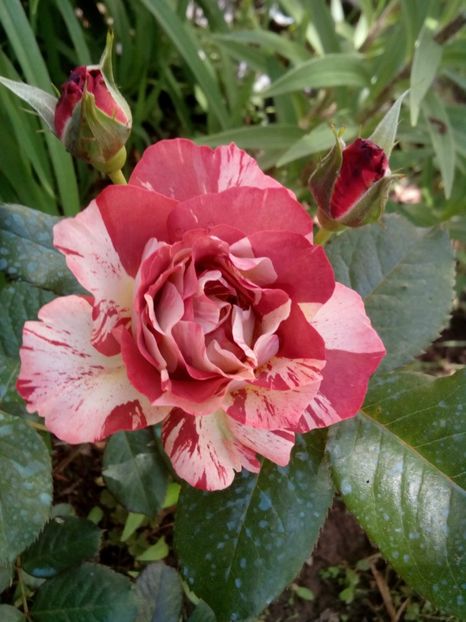  - Tropical Lightning sau Poseidon de la 4garden