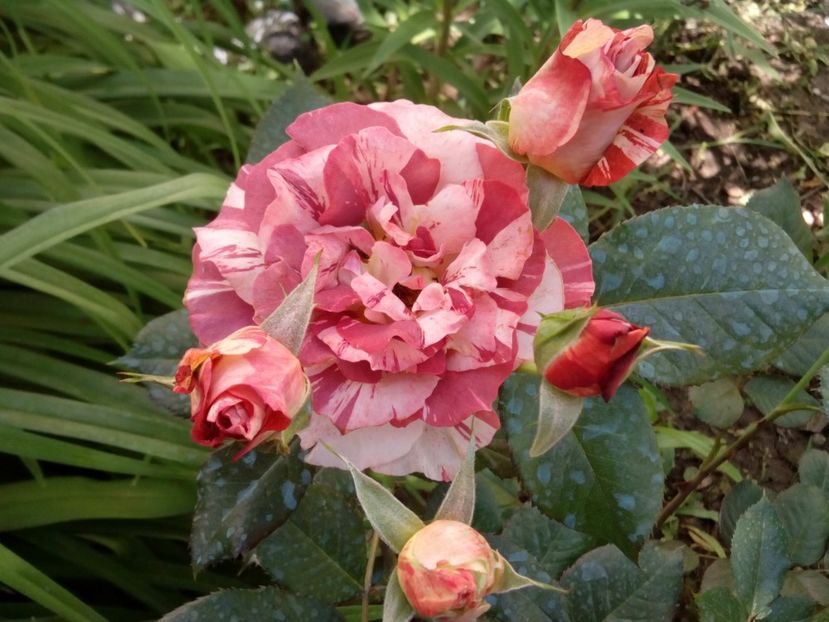  - Tropical Lightning sau Poseidon de la 4garden
