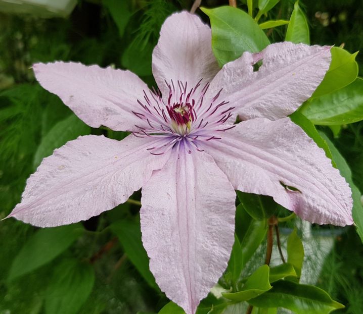  - Clematite 2020-2023