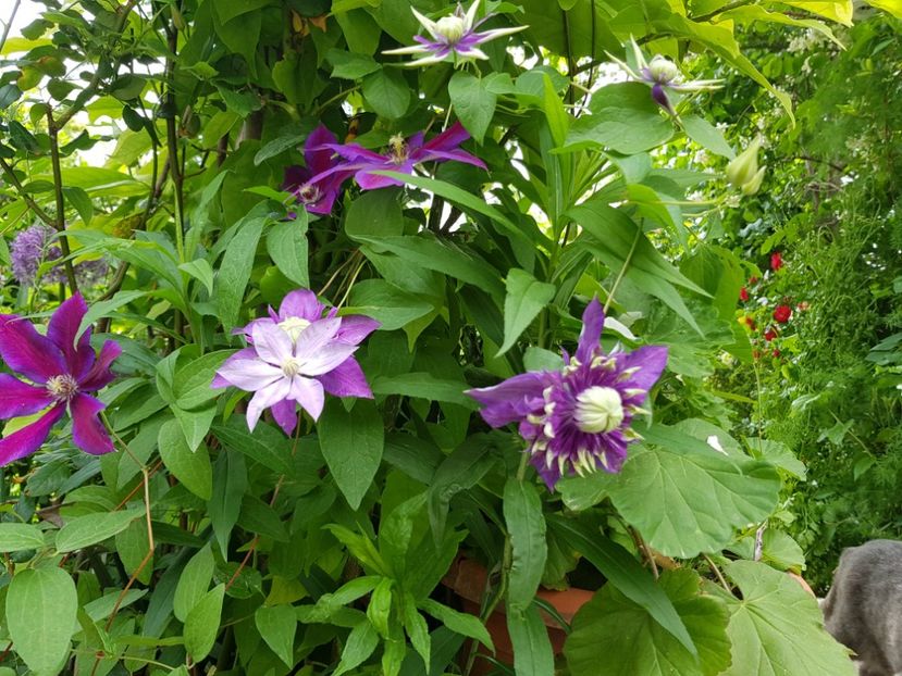  - Clematite 2020-2023