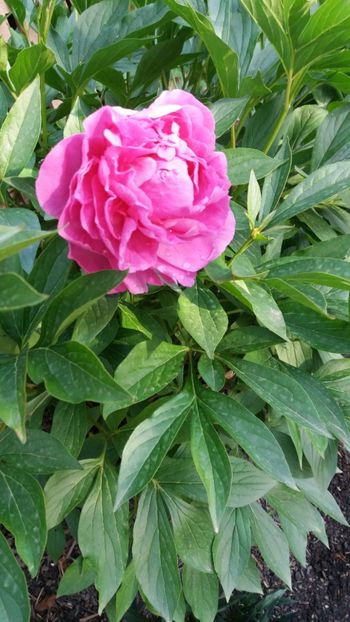Paeonia pink spp - Gradina si terasa PrimaLuce_7-Hello 2020