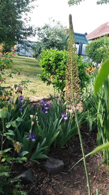 Eremurus robustus - Gradina si terasa PrimaLuce_7-Hello 2020