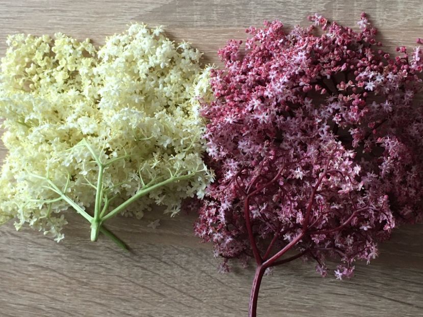  - SOC NEGRU Black Beauty