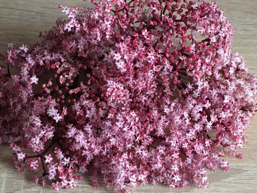  - SOC NEGRU Black Beauty