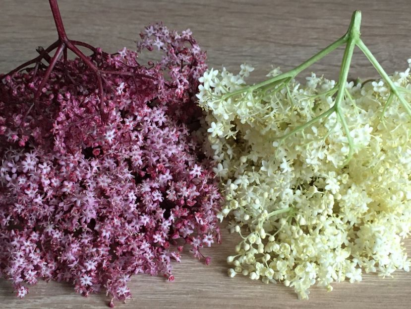  - SOC NEGRU Black Beauty