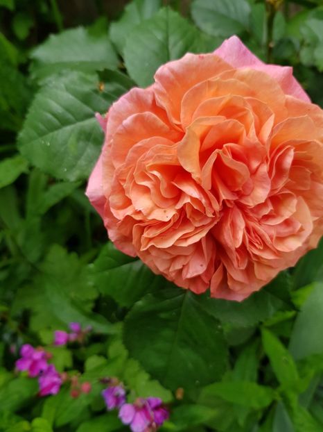 Scarlet - Trandafiri 2020