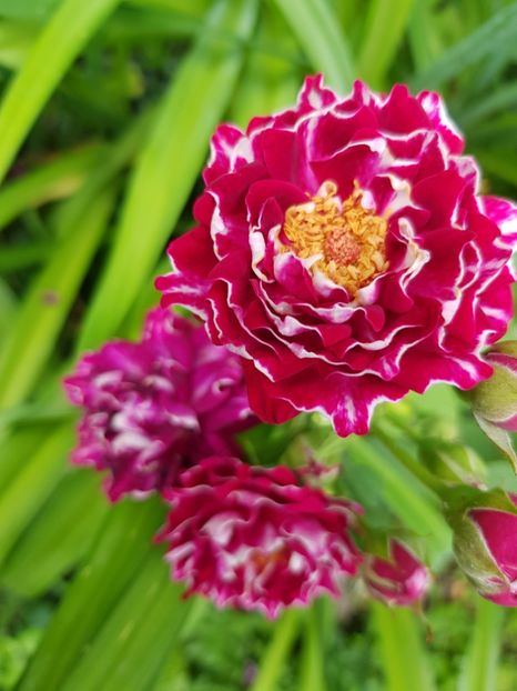 Roger - Trandafiri 2020