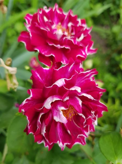 Roger - Trandafiri 2020