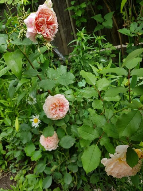 Jef - Trandafiri 2020