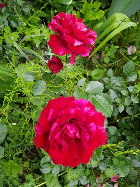 Red - Trandafiri 2020