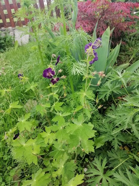  - Sfârșit de mai 2020