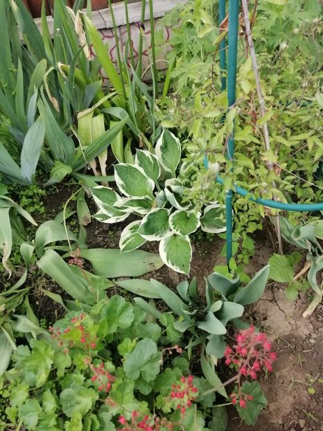  - Sfârșit de mai 2020