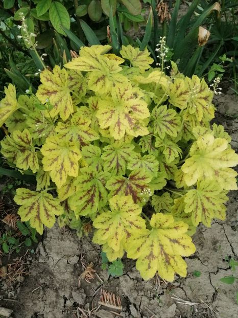  - Sfârșit de mai 2020