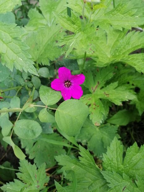  - Sfârșit de mai 2020