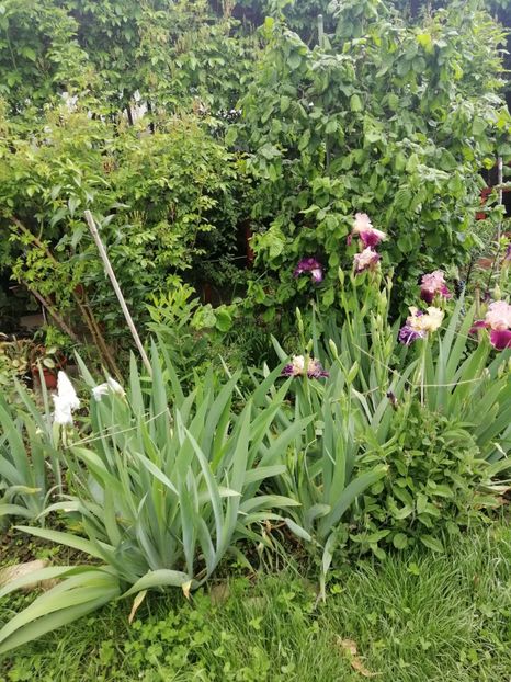  - Sfârșit de mai 2020