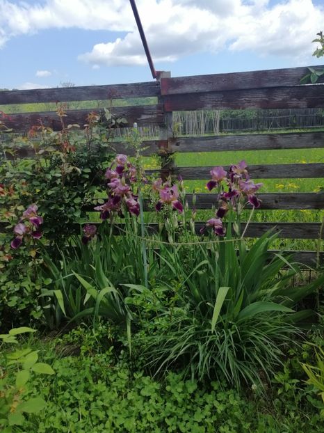  - Sfârșit de mai 2020