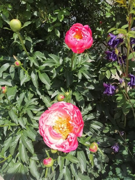  - Sfârșit de mai 2020