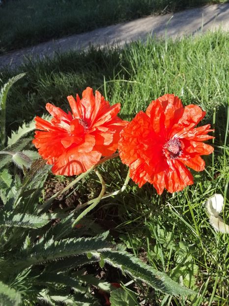  - Sfârșit de mai 2020