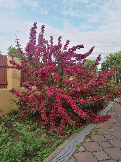  - Sfârșit de mai 2020