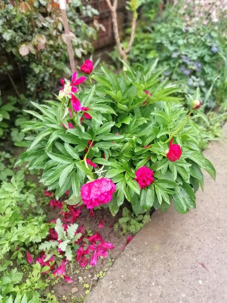  - Sfârșit de mai 2020