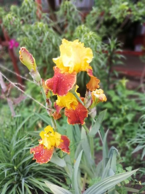  - Sfârșit de mai 2020