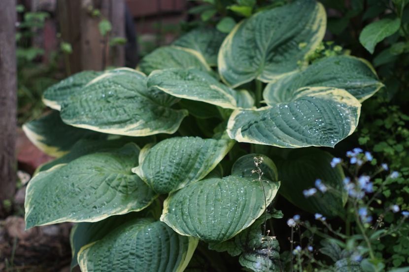  - Hosta 2018- 2022