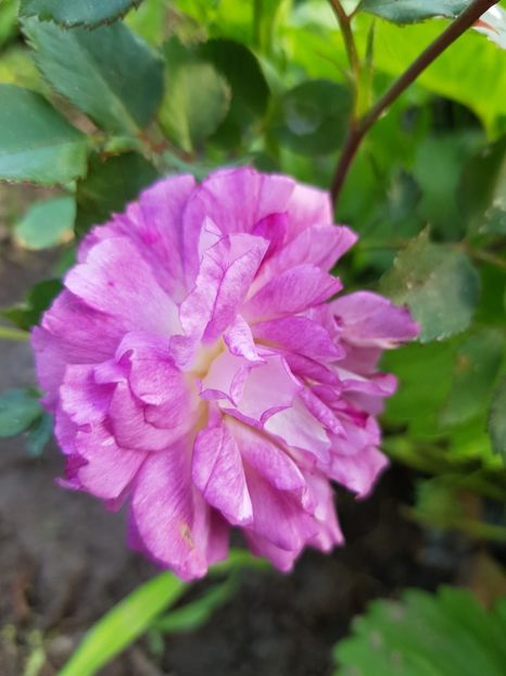 A 8 - Trandafiri 2020