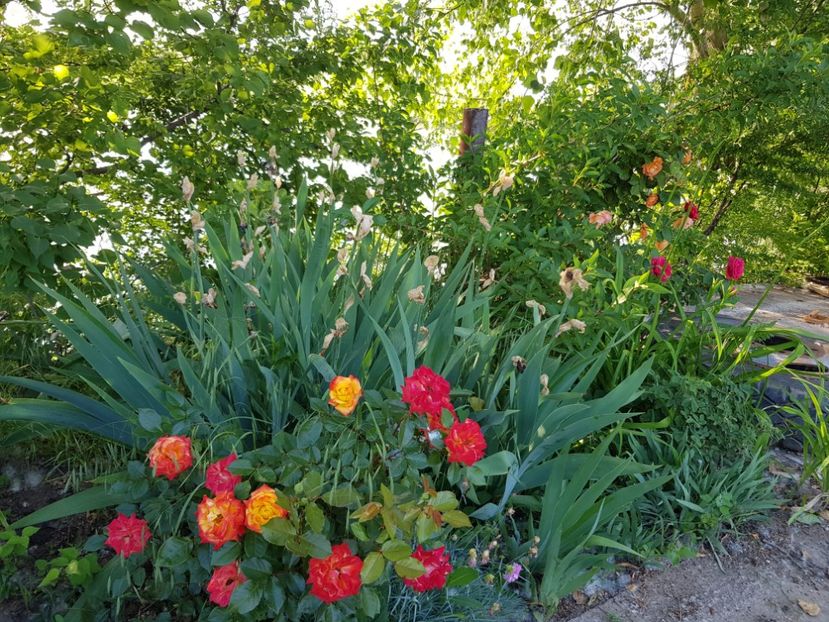  - Flori la baltă 2020