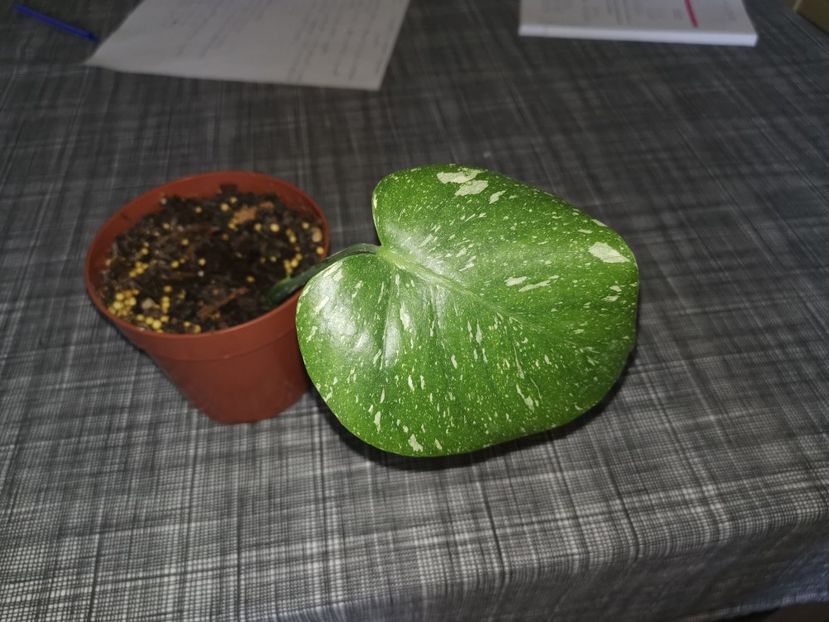 Monstera Variegata Thai Constelation 300 lei - Vandute