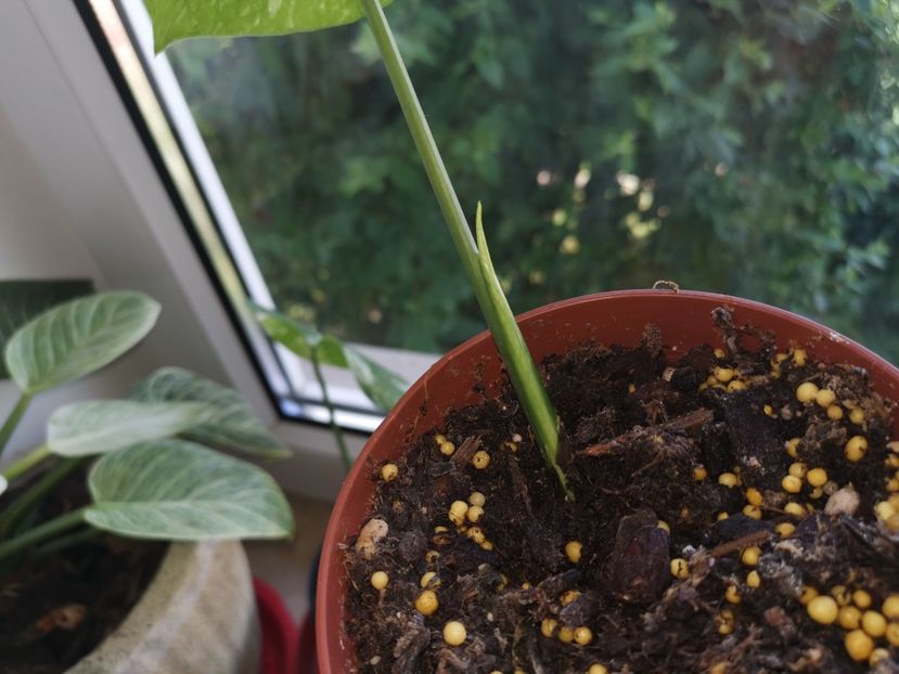 Monstera variegata Thai Constelation 300 lei - Vandute