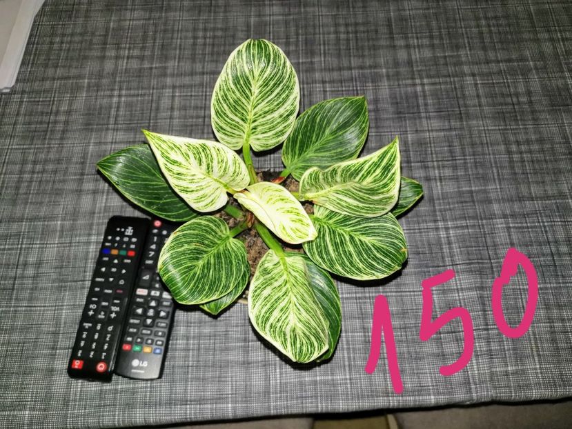 Philodendron Birkin 150 lei - Vandute