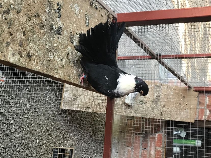 9E5BEB50-CF0A-48A3-A4E5-D9304613AC8E - Negri turci