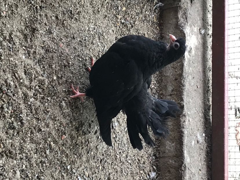 FCBDBE0D-F061-4214-83F0-7550AA65AB5E - Negri turci