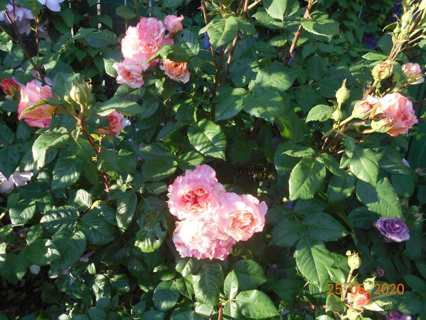 2020 - Augusta Louisa