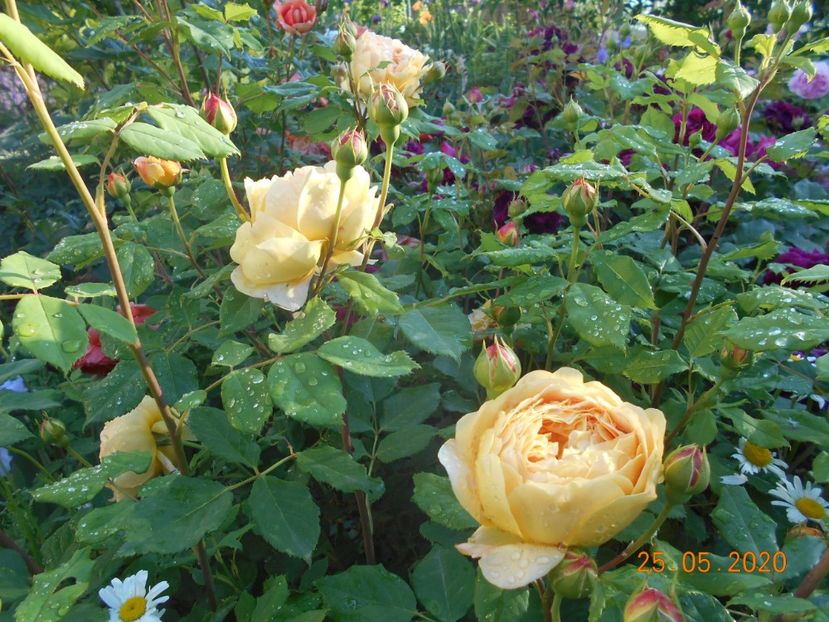  - Golden Celebration