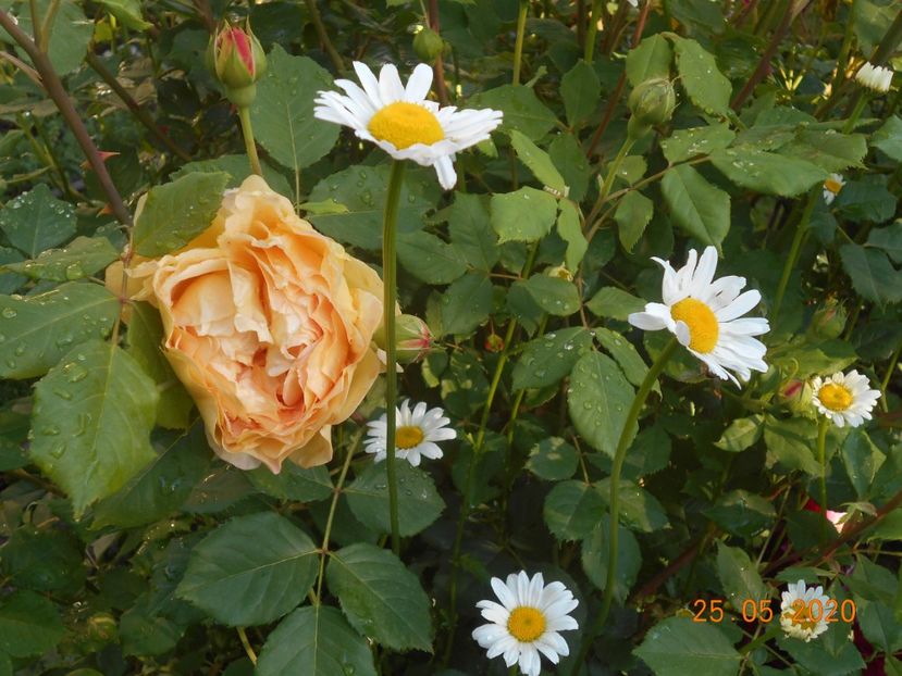 2020 - Golden Celebration