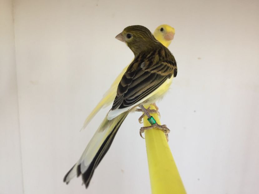 verde... - 2020- minicrescatorie