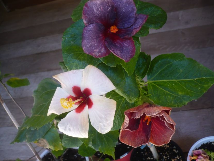 25.05.2020 - HIBISCUSI 2020-1