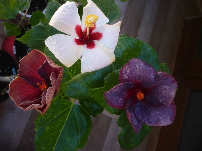 P1440207 - HIBISCUSI 2020-1