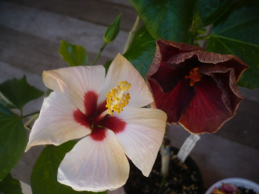 P1440208 - HIBISCUSI 2020-1