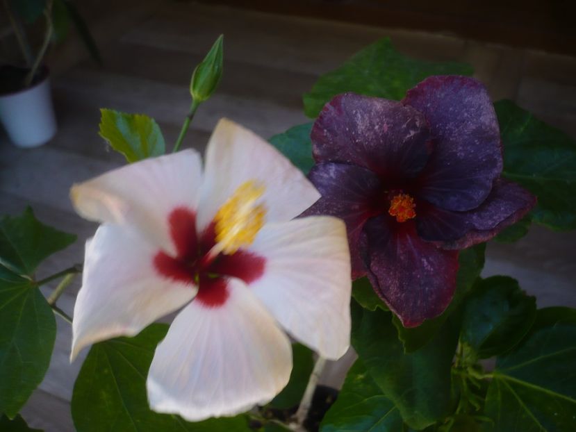 P1440209 - HIBISCUSI 2020-1