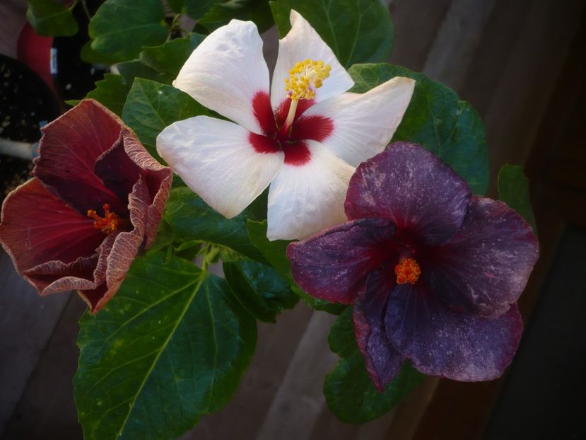 P1440210 - HIBISCUSI 2020-1