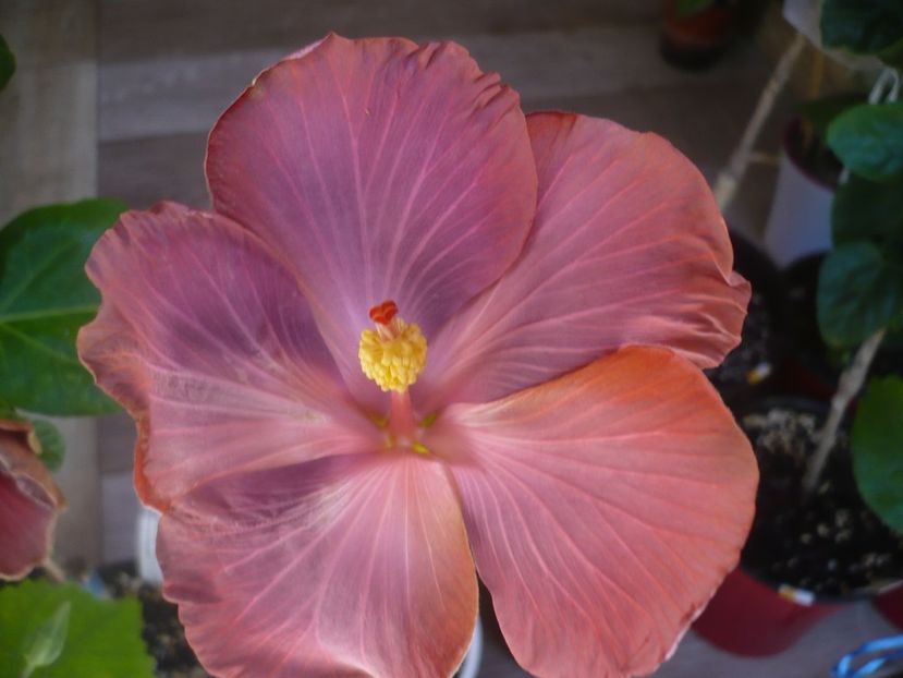 P1440211 - HIBISCUSI 2020-1