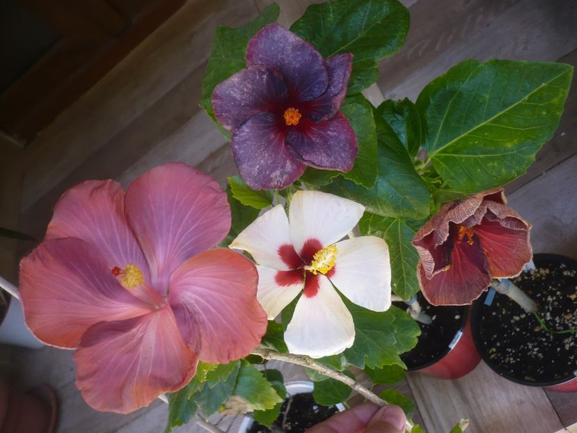 P1440215 - HIBISCUSI 2020-1